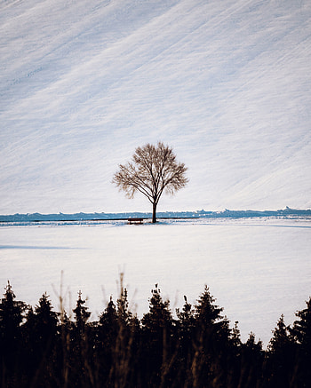 Tree and bench, minimal, landscape HD phone wallpaper
