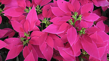 Poinsettia, pink, leaves, Christmas floral displays, Euphorbia pulcherrima HD wallpaper