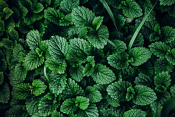 Minze 7 Arten, Pflegetipps, Trocknen, Erntemethoden HD wallpaper