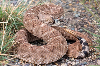 Red diamond rattlesnake, Rattlesnake HD wallpaper