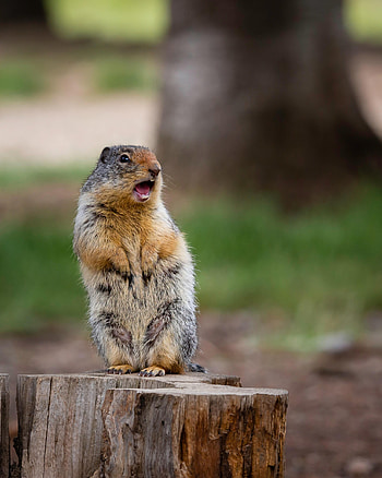 Animals, Animal, Stump, Rodent, Gopher HD phone wallpaper
