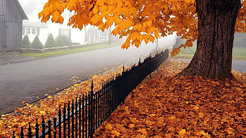 Autumn foliage, Maple Tree HD wallpaper
