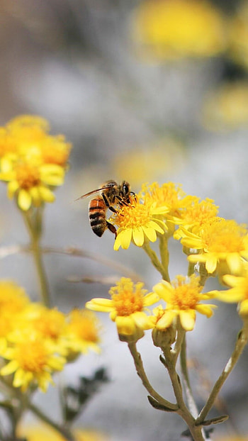 Bee, Pollination , Stunning , Insect wonder HD phone wallpaper