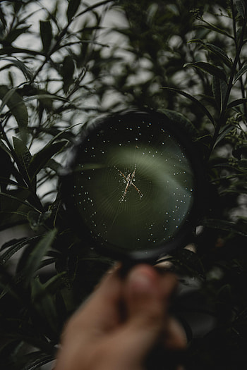 Web, Macro, Hand, Spider, Magnifier HD phone wallpaper