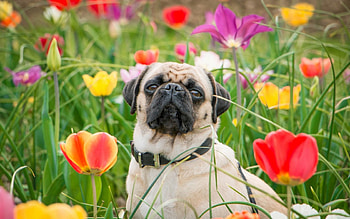dog, naturally, beautiful, tulips HD wallpaper