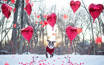 Animals, Winter, Dog, Holiday HD wallpaper