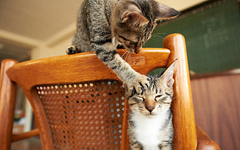 Animals, Cats, Chair, Couple, Pair, Playful HD wallpaper