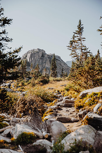 Nature, Trees, Stones, Rocks, Spruce, Fir HD phone wallpaper