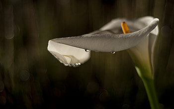 Single Lilie, lilie, beautiful, nature, flowers, dew HD wallpaper