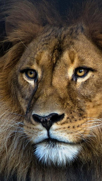 Lion , Lion Face HD phone wallpaper