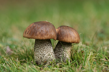 Educational album, Edible mushroom guide, Knowledge sharing, Food expertise HD wallpaper