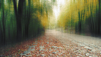 Forest, path, foliage, autumn, blurry HD wallpaper