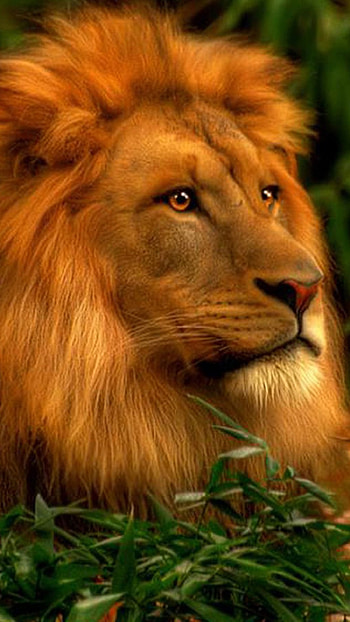 Lion , Beautiful, Painting HD phone wallpaper