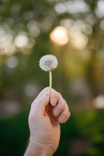 Macro, Hand, Dandelion HD phone wallpaper