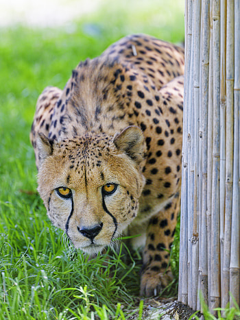 Animals, Cheetah, Predator, Big Cat, Sight, Opinion HD phone wallpaper