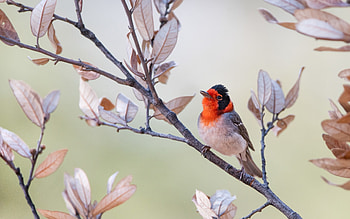 Red-faced Warbler, warbler, America, bird, tree HD wallpaper