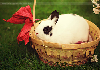 cute bunny, bunny, basket, animals, cute, funny, rabbit HD wallpaper