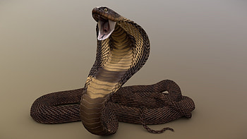 King Cobra, Striking pose, 3D model, Hypnotizing reptile HD wallpaper