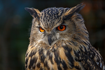 Owl , owl, birds HD wallpaper