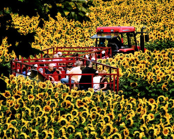 sunflower field, nature, sunflowers, field, yellow HD wallpaper