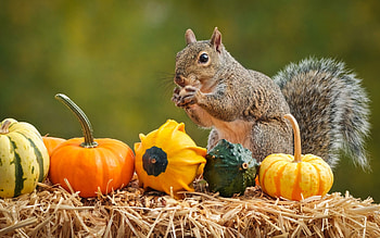 Stock for the Winter, straw, nuts, pumpkins, squirrel HD wallpaper