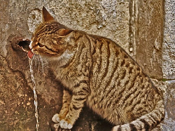 do not disturb me, thirsty, disturb HD wallpaper