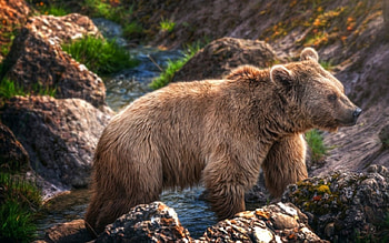 Bear, animal, fur, paw, hair HD wallpaper