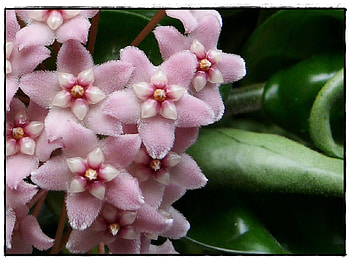 Pink star flowers, pink, flowers HD wallpaper