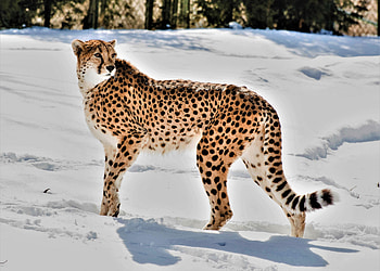 Animals, Cheetah, Snow, Predator, Big Cat, Wildlife, Animal HD wallpaper