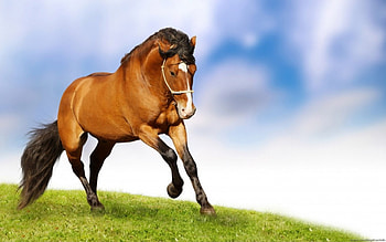 Beautiful Horse, animal, cool, horse, beautiful HD wallpaper