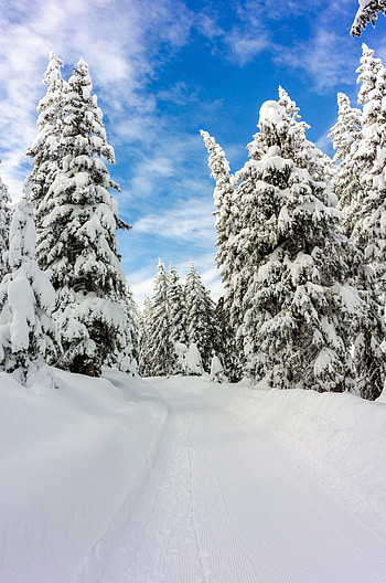 Winter, Nature, Trees, Sky, Snow, Forest HD phone wallpaper