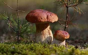 Mushrooms, two, macro, moss HD wallpaper