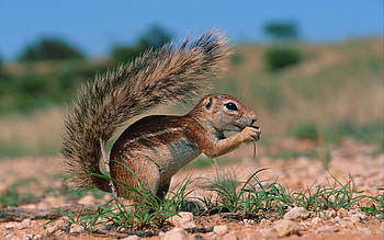 Animals, Squirrel, Grass, Sit, Clay HD wallpaper