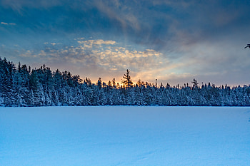 Nature, Snow, Spruce, Fir, Winter Forest HD wallpaper