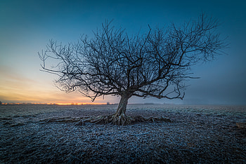 Frozen Tree , tree, nature HD wallpaper