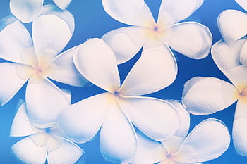 Beautiful white plumeria flowers with dewdrops create a serene pattern on a blue background. HD wallpaper