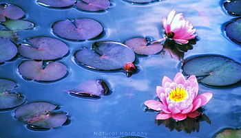 Natural Harmony, nature, flowers HD wallpaper