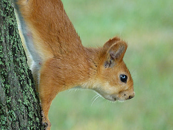 Animals, Squirrel, Muzzle, Eyes, Climb, Wool HD wallpaper
