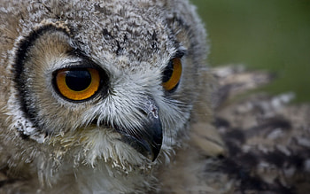 Animals, Owl, Bird, Beak, Muzzle, Predator HD wallpaper