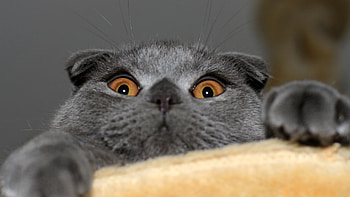 Scottish Fold, Startled surprise, Expressive eyes, Whiskered charm HD wallpaper