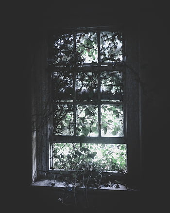 A haunting view through a window overgrown with vines in an abandoned building, capturing a sense of decay and mystery. HD phone wallpaper