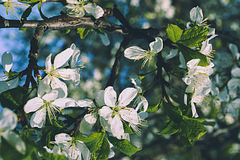 White flowers, cherry blossom, tree branches, nature HD wallpaper