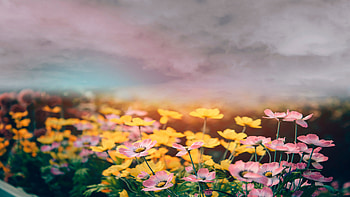 Iconic Flowers , nature, flowers, roses, sky HD wallpaper