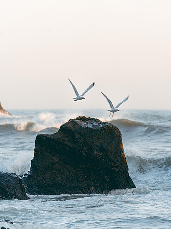 Nature, Birds, Sea, Seagulls, Waves, Rocks, Spray HD phone wallpaper