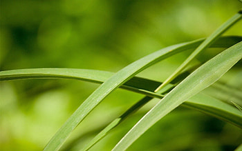 Grass, Leaves, Macro, Greens HD wallpaper