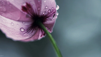 Drops, Flower, Macro, Petals, Stem, Stalk HD wallpaper