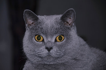 Animals, Cat, Muzzle, Sight, Opinion, Wool, Astonishment, Surprise HD wallpaper