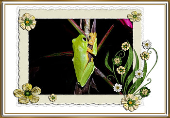 FRAMED FROGS, FROG, NATURE, FRAMED HD wallpaper