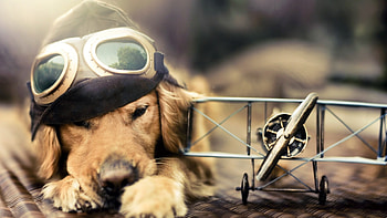 Dog, , , air.com HD wallpaper