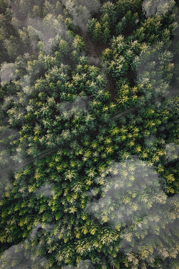 Nature, Trees, Clouds, Top, Forest, Path, Tops, Trail, Aerial View HD phone wallpaper